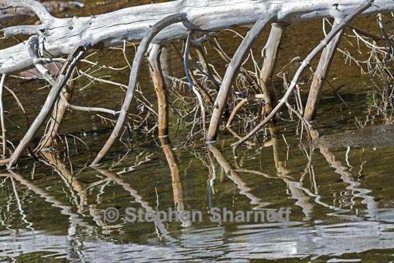 tuolumne river log 1 graphic